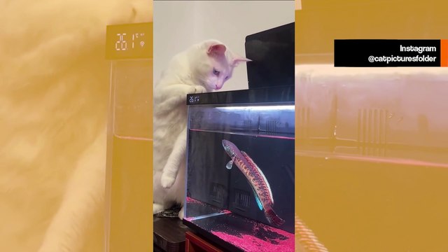 Hulvaton video: kissa tuijottaa akvaariota ja saa opetuksen