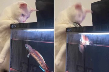 Hilarious video: cat stares at fish in tank and gets what it deserves