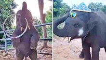 Adorable video shows baby elephants in joyful moments