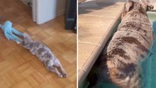 Video beweist: Französische Bulldoggen sind die lustigsten Hunde der Welt