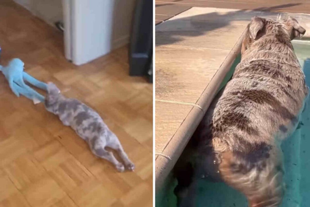 Video beweist: Französische Bulldoggen sind die lustigsten Hunde der Welt