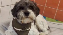 Hund wird zehn Minuten nach der Adoption ins Tierheim zurückgebracht – erfahren Sie warum