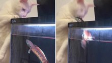 Vidéo drôle : un chat fixe un poisson dans un aquarium… et le regrette