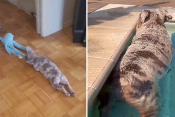 Video bewijst: Franse bulldogs zijn de grappigste honden ter wereld