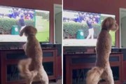 Video esilarante: cani “interagiscono” con ciò che vedono in TV