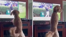 Video esilarante: cani “interagiscono” con ciò che vedono in TV