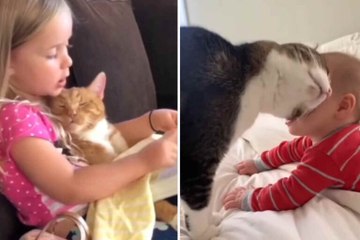 Video dolcissimo mostra momenti di tenerezza tra neonati e gatti