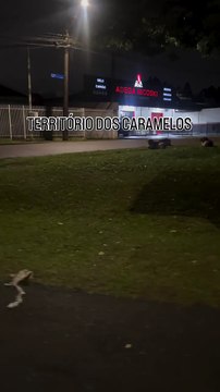 Fiscalização em Curitiba motoboy pede permissão para passar por rua dominada por vira-latas caramelo
