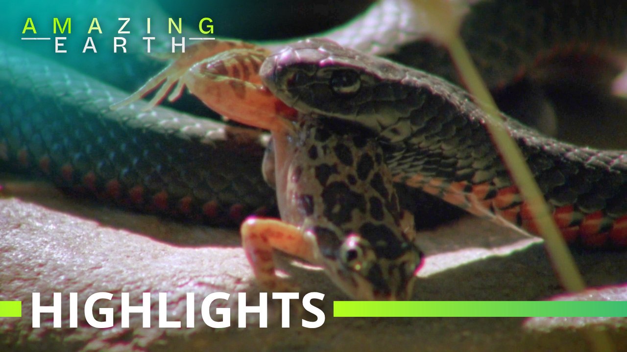 Amazing Earth: The red-bellied snake’s killer instinct!