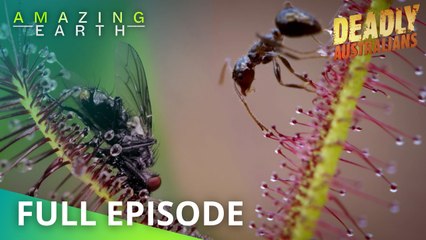Amazing Earth: The Assassins of Australia’s wilderness forests!