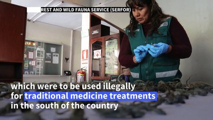 110 stuffed lizards to be used for medical treatment seized in Peru