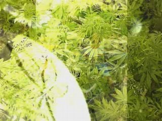 Sanction vs. Penalty: What's the Difference?