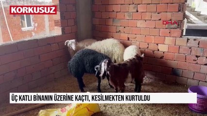 Üç katlı binanın üzerine kaçtı, kesilmekten kurtuldu