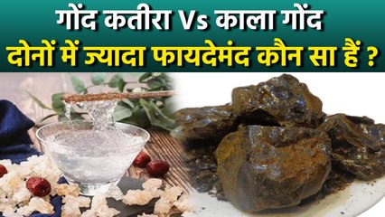 Gond Katira Vs Kala Gond: गोंद कतीरा और काला गोंद में क्या अंतर हैं, Benefits & How To Use...
