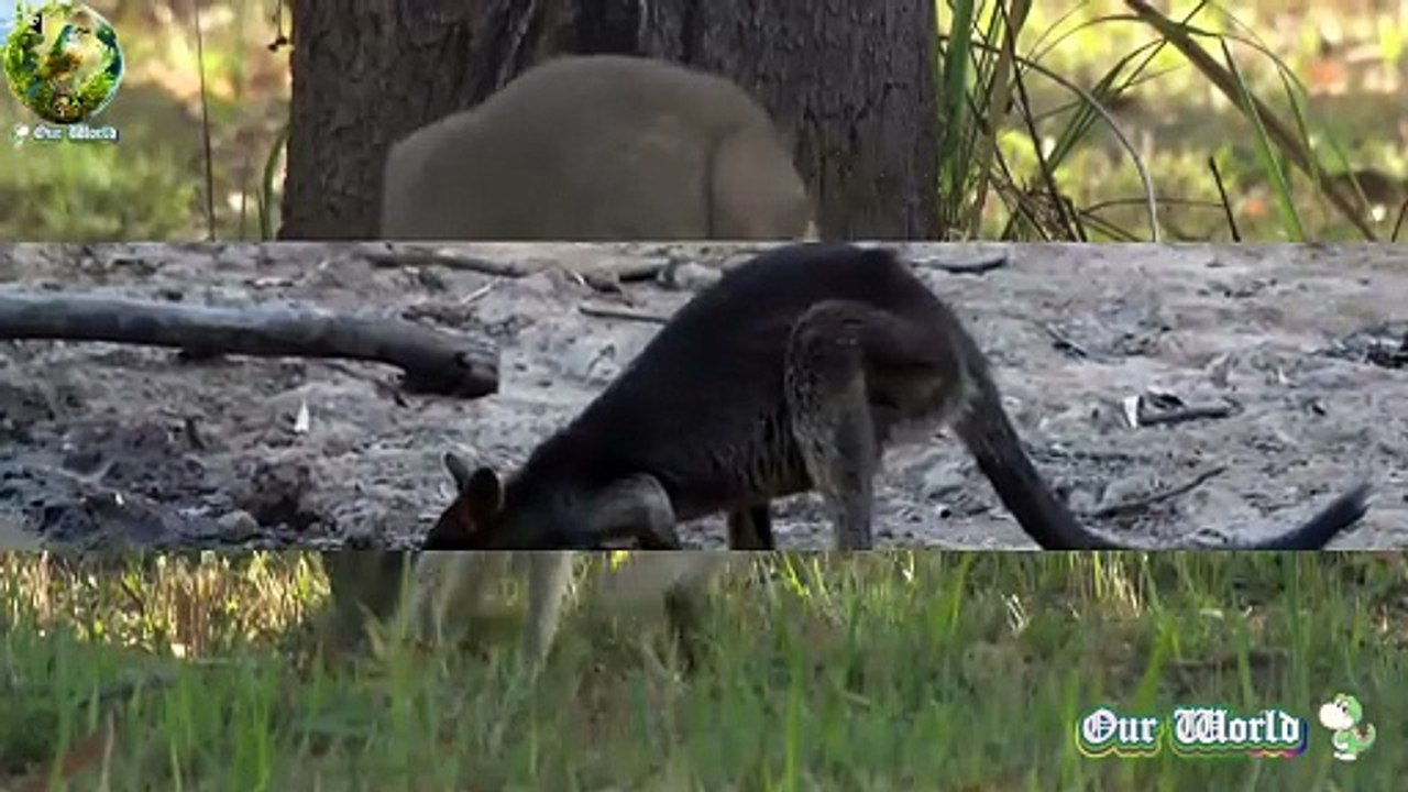 Agile Wallaby