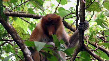 Más que monos, Unos parientes muy cercanos