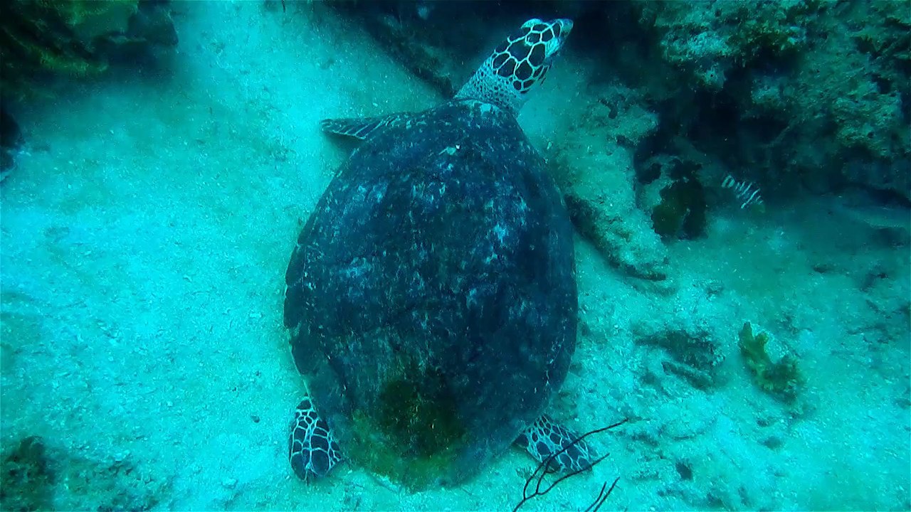 tortle