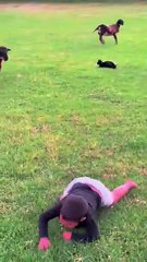 If it weren't for the cat We have feeders and waterers for sheep and rams!