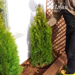 Simple garden bed edging anyone can tackle