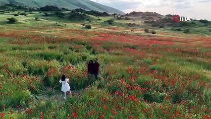 Gelincik tarlaları göreni büyülüyor