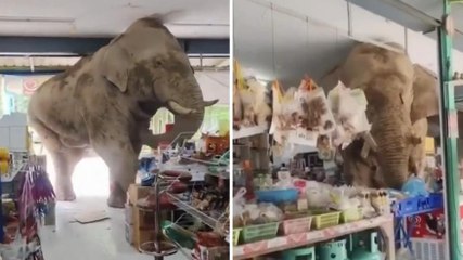 Incredibile in Thailandia: elefante entra in un negozio e ruba dolci e banane