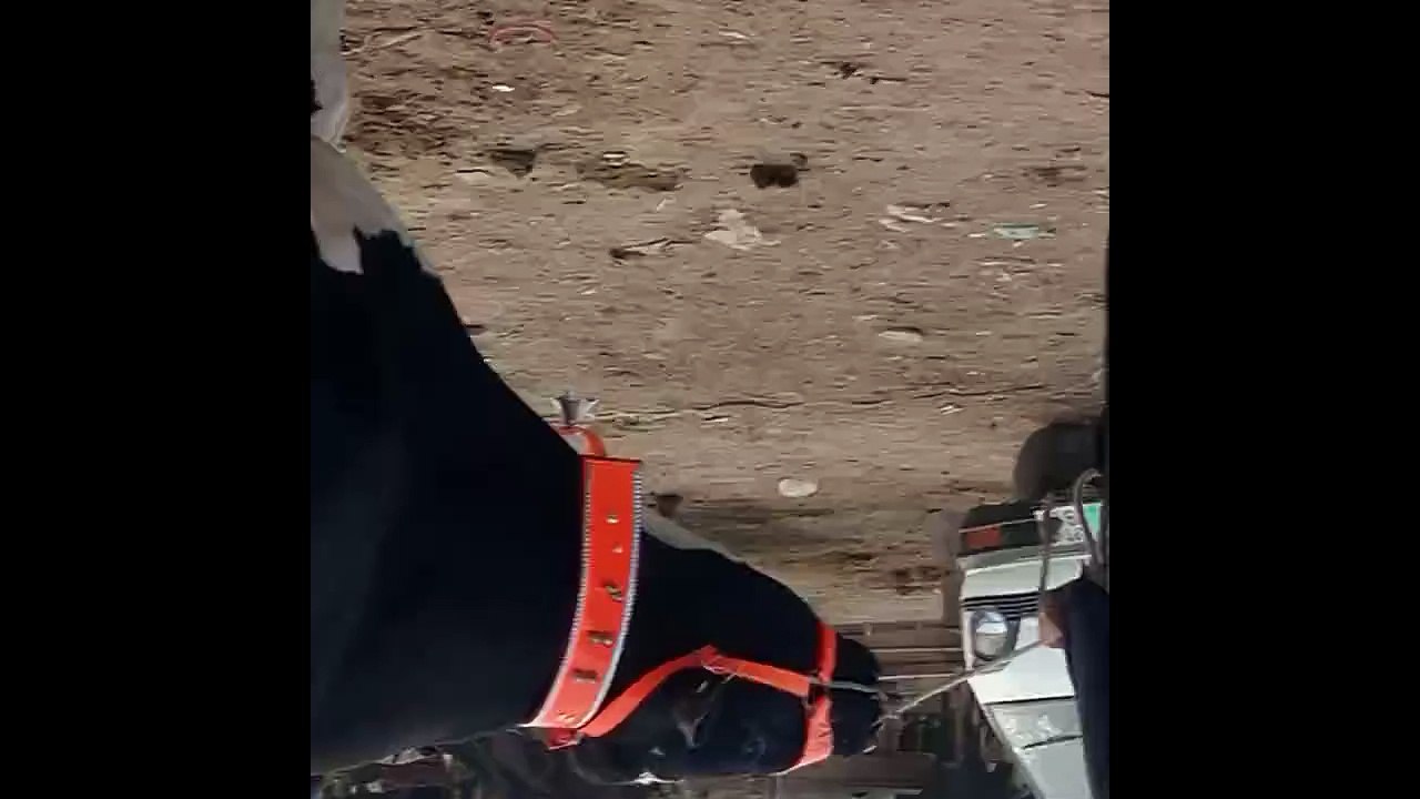 Precious Bull in  Mandi