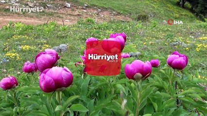 Yılda 10 gün açıyor: Bu çiçeği koparmanın cezası yarım milyon!