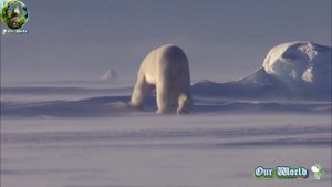Beautiful Polar Bear