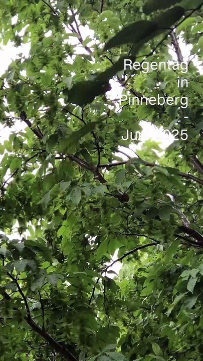 Regentag in Pinneberg- Juni 2025
