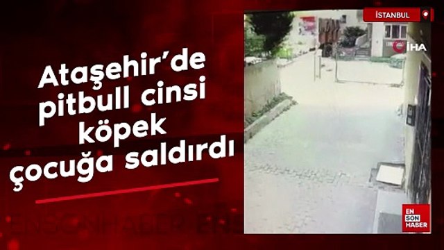 Ataşehir'de pitbull cinsi köpek çocuğa saldırdı