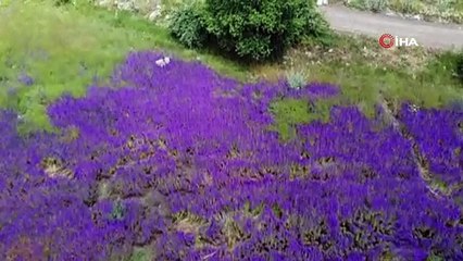 Morun en güzel hali! Hanımeli tarlaları göreni büyülüyor