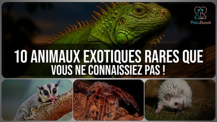 Découvrez 10 Animaux Exotiques Rares Que Vous Ne Connaissiez Pas !