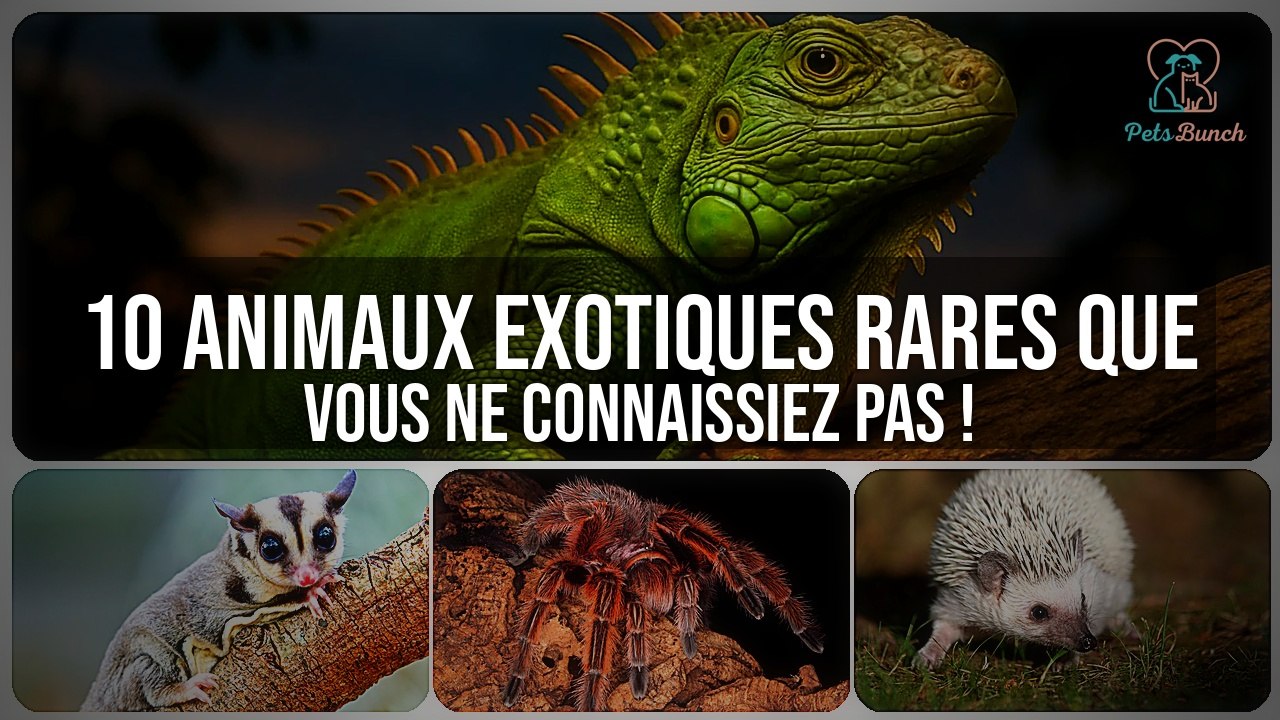 Découvrez 10 Animaux Exotiques Rares Que Vous Ne Connaissiez Pas !