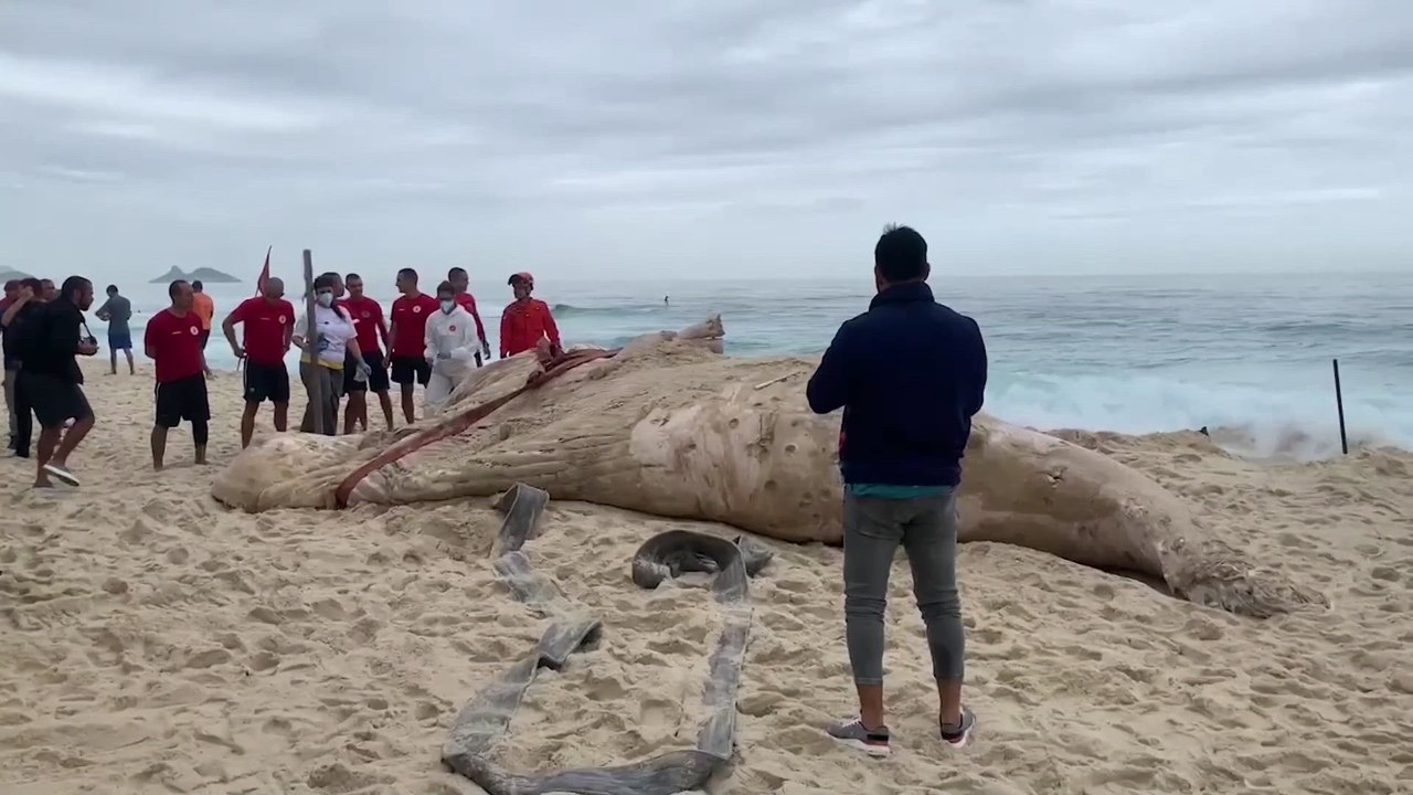 Shocking: A dead humpback whale washes up on the coast of Rio de Janeiro