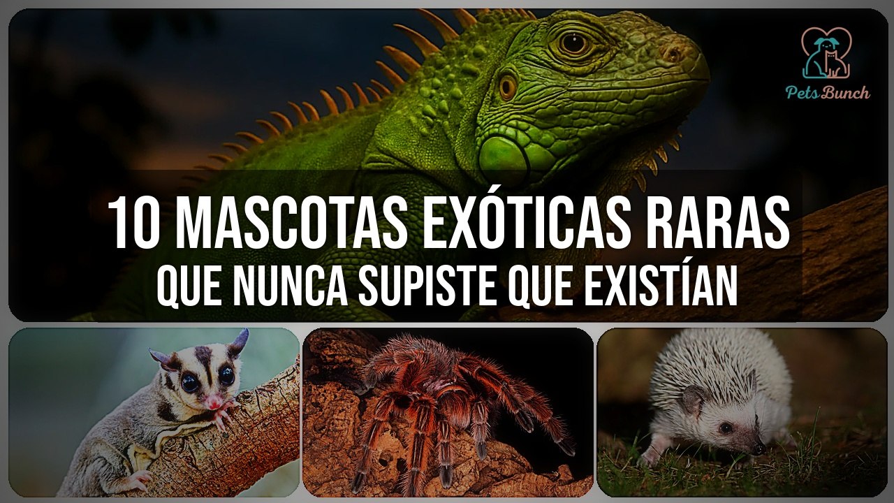 10 Mascotas Exóticas Raras que No Sabías que Existían