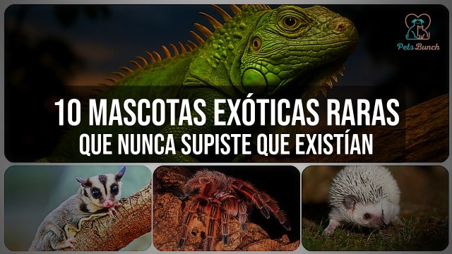 10 Mascotas Exóticas Raras que No Sabías que Existían