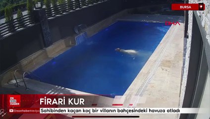 Bursa'da sahibinden kaçan koç, bir villanın bahçesindeki havuza atladı