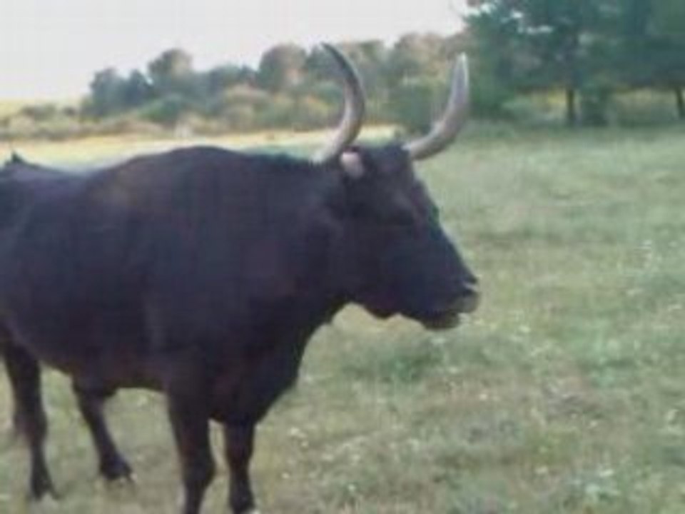 à la rencontre du taureau le plus fénéen