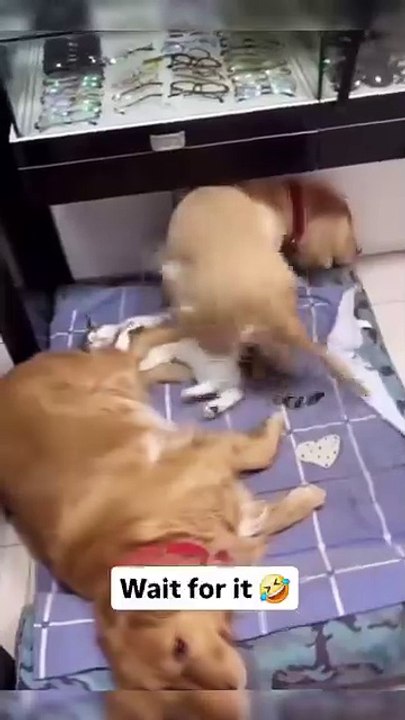 The relationship between cats and dogs varies widely, often shaped by their personalities, early sociali...ces. While the phrase “fighting like cats and dogs” suggests conflict, many cats and dogs can coexist peacefully and eve