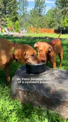 Neglected Senior Dog Learns What Love Feels Like 🥹🐶❤️