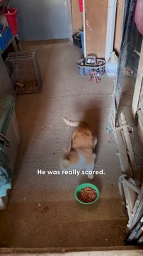 From Feral to Fluffy Baby: “Vicious” Cat Turns Into a Lovebug 🐱🧡