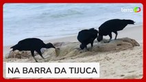 Baleia morta aparece encalhada em praia do Rio de Janeiro