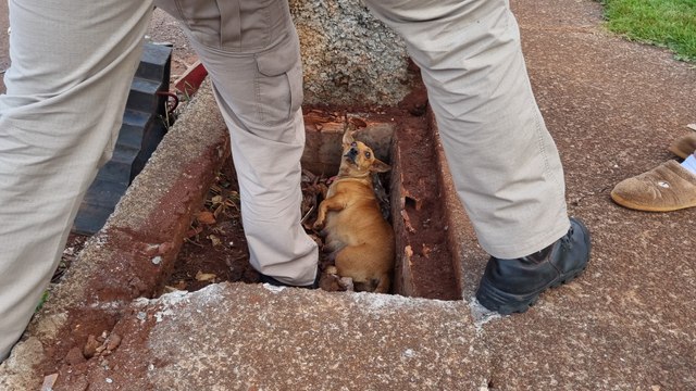Cachorra cai em bueiro no Bairro Interlagos e Corpo de Bombeiros é acionado para resgatar