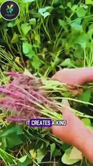 Muddy Water vs. Clean Water Shocking Potato Experiment!