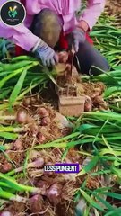 Chefs Hate This Trick! Make Garlic Taste Like Caramel