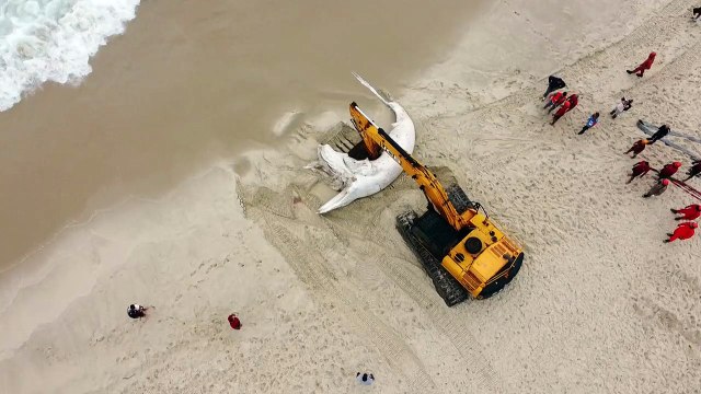 Baleia encalhada morta é encontrada em praia do Rio de Janeiro