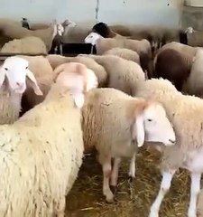 وشهد شاهد من أهلها ....ما رأيكم !؟