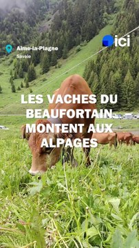 Des vaches du Beaufortain montent aux alpages !