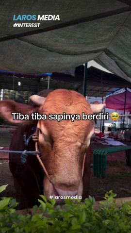 Titip Salam Kepada Para Nabi, Momen Sedih Seekor Sapi Sebelum Diqurbankan Diajak Ngobrol Sama Shohibulnya