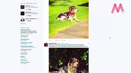 Cómo viajar con mascotas